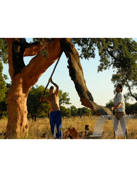 1 Arbolito de Corcho o Alcornoque (Quercus suber) Arbol para la produccion de Corcho en Mexico - Encino raro
