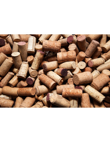 Cork oak (Quercus suber) Rare trees - order...