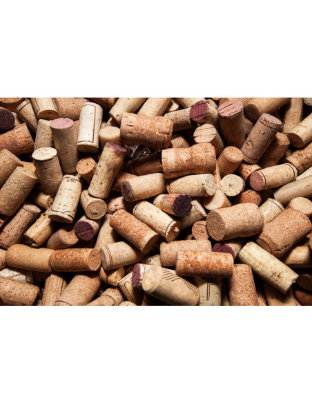 Cork oak (Quercus suber) Rare trees - order here THE GREENSS SHOP CO. TREE NURSERIES