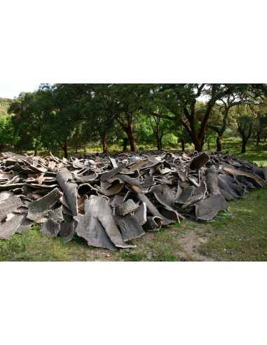 1 Arbolito de Corcho o Alcornoque (Quercus...