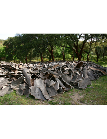 Cork oak (Quercus suber) Rare trees - order here THE GREENSS SHOP CO. TREE NURSERIES