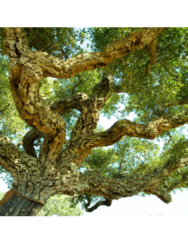 1 Arbolito de Corcho o Alcornoque (Quercus...