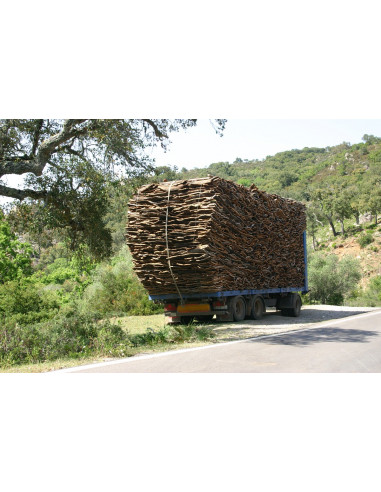 1 Arbolito de Corcho o Alcornoque (Quercus...