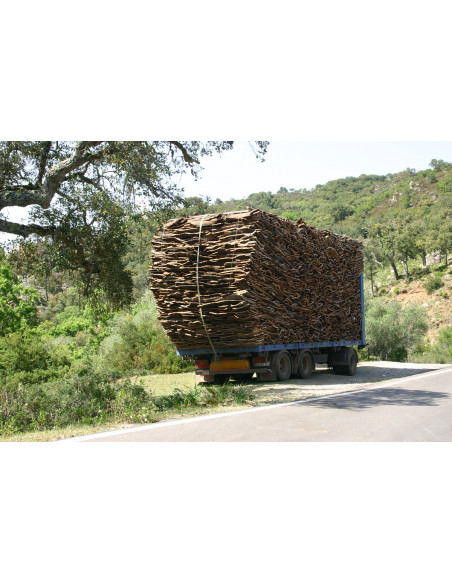 1 Arbolito de Corcho o Alcornoque (Quercus suber) Arbol para la produccion de Corcho en Mexico - Encino raro
