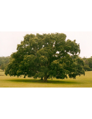 Cork oak (Quercus suber) Rare trees - order...
