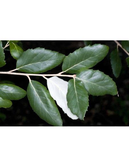 Cork oak (Quercus suber) Rare trees - order here THE GREENSS SHOP CO. TREE NURSERIES