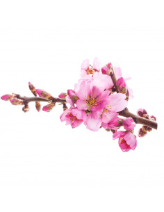 Sweet almond (Prunus...