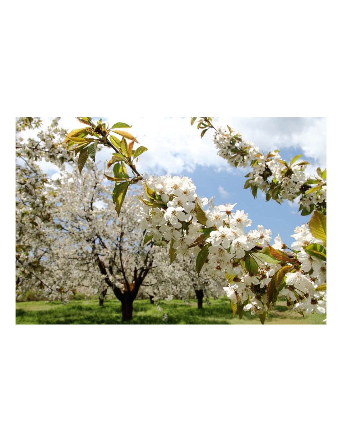 1 Arbolito De Almendro Europeo Pie Franco (Prunus Dulcis) Almendro En ...