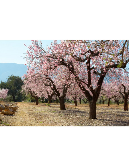 Sweet almond (Prunus dulcis) RARE ALMOND TREES FROM MEXICO - ORDER NOW ALMOND THE BEST TREES IN THE WEB
