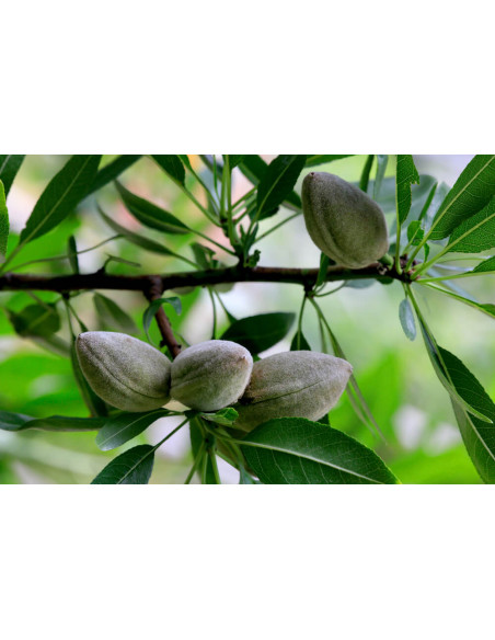 Sweet almond (Prunus dulcis) RARE ALMOND TREES FROM MEXICO - ORDER NOW ALMOND THE BEST TREES IN THE WEB