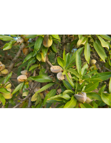 Sweet almond (Prunus dulcis) RARE ALMOND TREES...