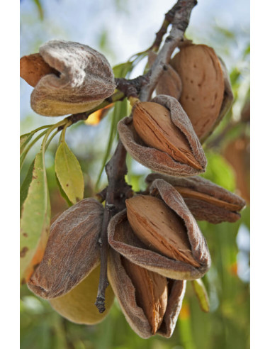 Sweet almond (Prunus dulcis) RARE ALMOND TREES...