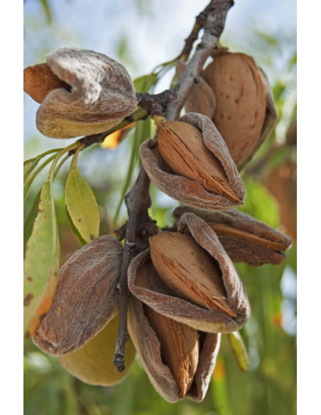 Sweet almond (Prunus dulcis) RARE ALMOND TREES FROM MEXICO - ORDER NOW ALMOND THE BEST TREES IN THE WEB