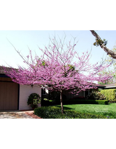 1 Arbolito del Amor (Cercis occidentalis) Arbol de flores Redbud venta en Mexico arboles exoticos