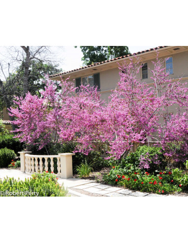 1 Arbolito del Amor (Cercis occidentalis) Arbol...