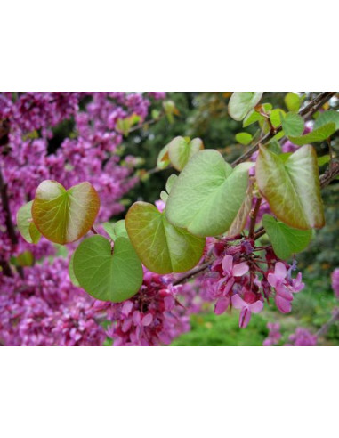 Eastern redbud (Cercis occidentalis) BUY HERE...