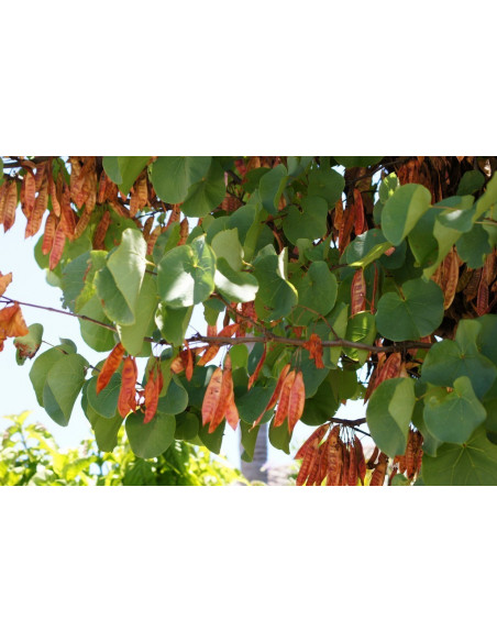 Eastern redbud (Cercis occidentalis) BUY HERE REDBUD AND OTHER ORNAMENTAL TREES