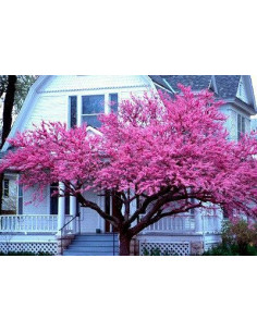 Eastern redbud (Cercis... 2