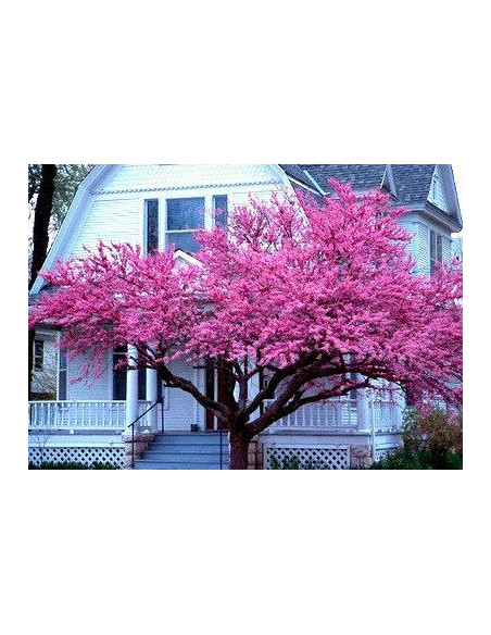 Eastern redbud (Cercis occidentalis) BUY HERE REDBUD AND OTHER ORNAMENTAL TREES