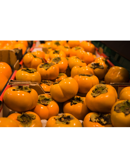 Fuyu persimmon (Diospyros kaki) RARE GRAFTED TREES - TGSC ONLINE TREE NURSERY