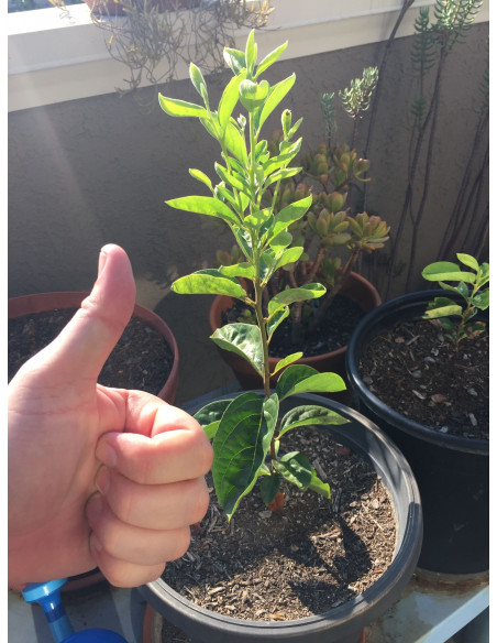 Fuyu persimmon (Diospyros kaki) RARE GRAFTED TREES - TGSC ONLINE TREE NURSERY