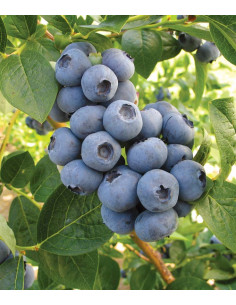 'Toro' blueberry bush plant...