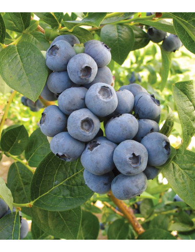'Toro' blueberry bush plant (Vaccinium corymbosum) THE GREEN SHOP NURSERY