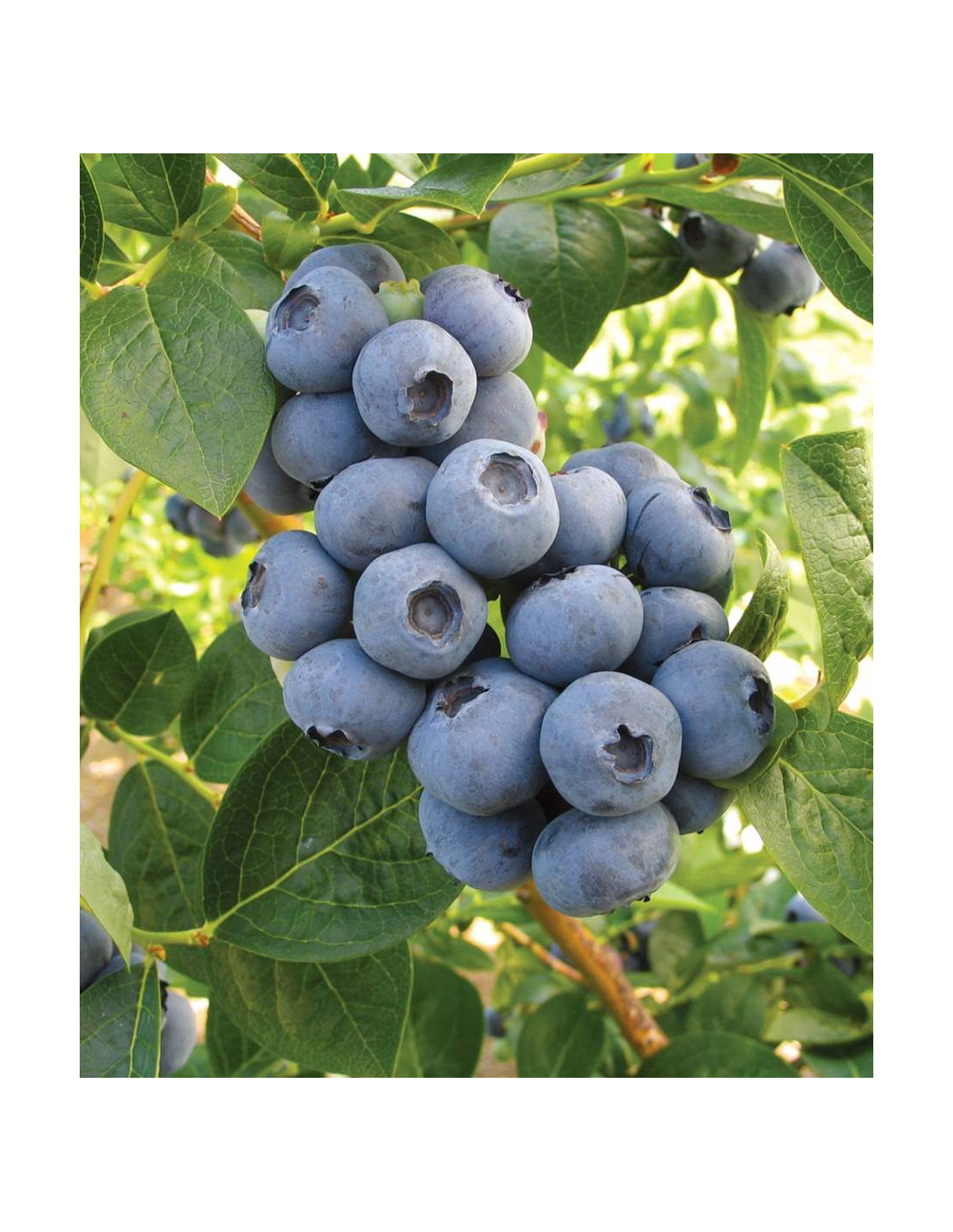 Toro blueberry bush plant (Vaccinium corymbosum) THE GREEN SHOP NURSERY