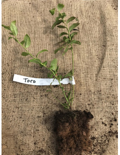 'Toro' blueberry bush plant... 2