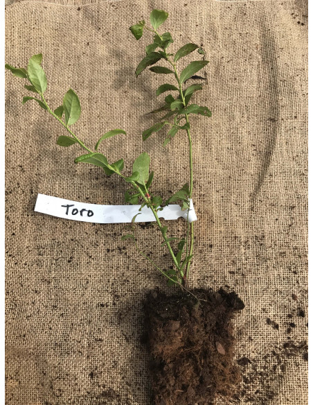 'Toro' blueberry bush plant (Vaccinium corymbosum) THE GREEN SHOP NURSERY