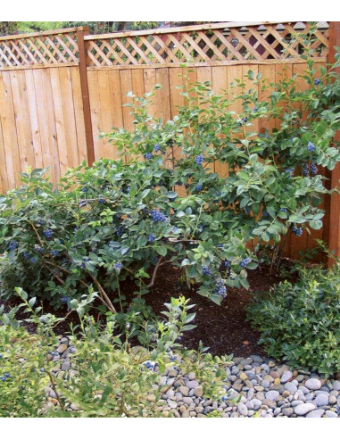 Blueberry 'Toro' 1 Arbolito en venta (Vaccinium...