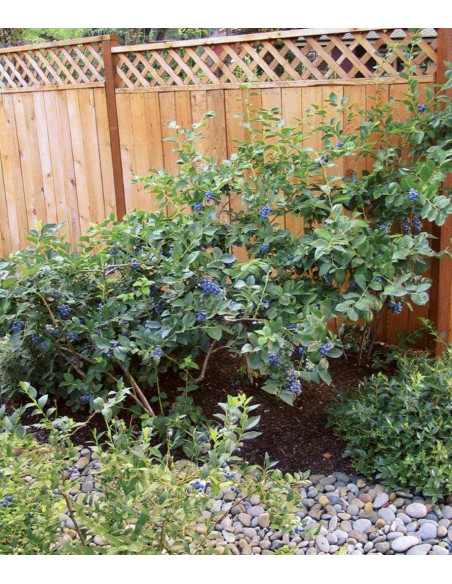 'Toro' blueberry bush plant (Vaccinium corymbosum) THE GREEN SHOP NURSERY