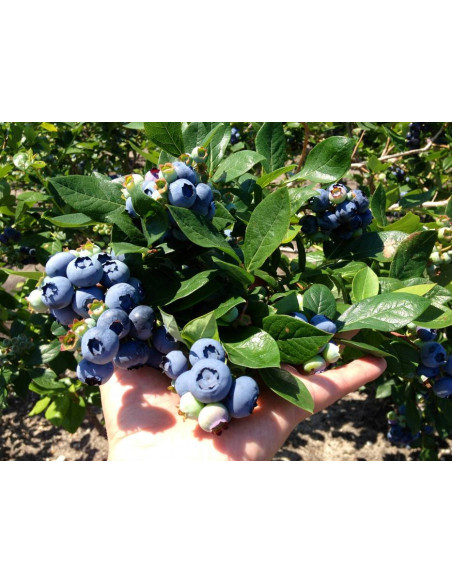 Blueberry 'Toro' 1 Arbolito en venta (Vaccinium corymbosum) Hibrido de origen americano - Variedades de arandano azul