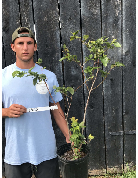 'Toro' blueberry bush plant (Vaccinium corymbosum) THE GREEN SHOP NURSERY