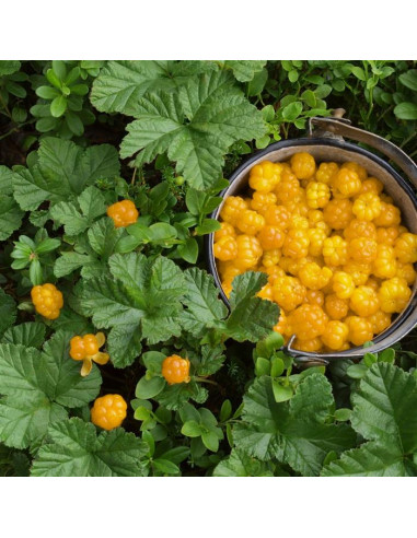 Frambuesa Alfombra - 1 Planta en venta (Rubus pentalobus) Frambuesa amarilla comestible para el jardin