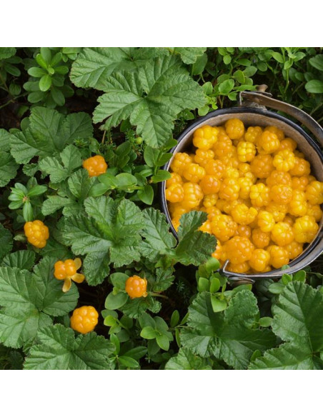 Creeping raspberry ''Emerald carpet'' (Rubus petalobus) Order raspberry plants here