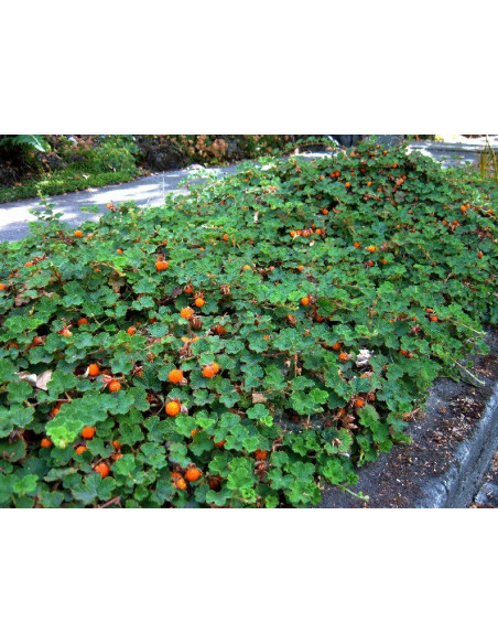 Creeping raspberry ''Emerald carpet'' (Rubus petalobus) Order raspberry plants here