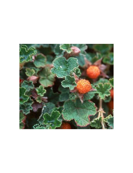 Creeping raspberry ''Emerald carpet'' (Rubus petalobus) Order raspberry plants here