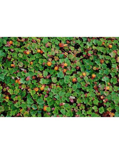 Creeping raspberry ''Emerald carpet'' (Rubus...