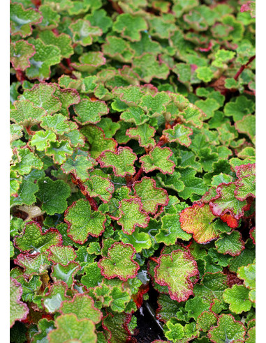 Creeping raspberry ''Emerald carpet'' (Rubus...
