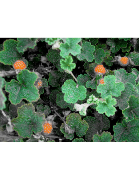 Creeping raspberry ''Emerald carpet'' (Rubus petalobus) Order raspberry plants here