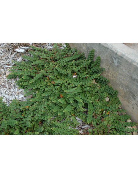Creeping raspberry ''Emerald carpet'' (Rubus petalobus) Order raspberry plants here