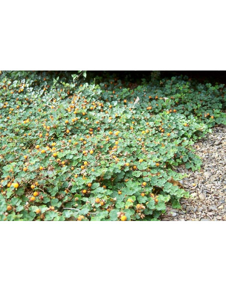 Creeping raspberry ''Emerald carpet'' (Rubus petalobus) Order raspberry plants here