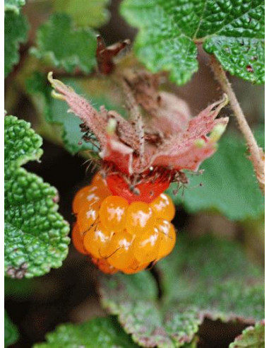 Creeping raspberry ''Emerald carpet'' (Rubus...