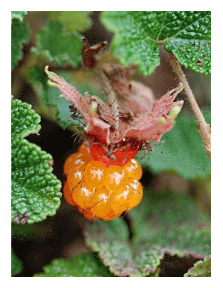 Creeping raspberry ''Emerald carpet'' (Rubus petalobus) Order raspberry plants here