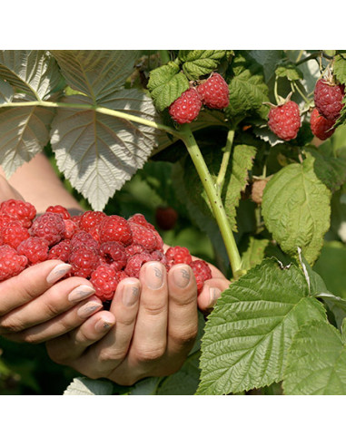 Frambuesa Roja ''Herencia''  Variedad de frambuesa americana (Rubus idaeus) Plantas de frambuesa mejoradas - Comprar online