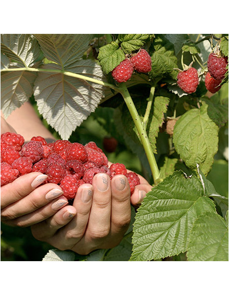 Heritage raspberry (Ruus idaeus) Everbearing raspberry - USA GROWN - ORDER HERE