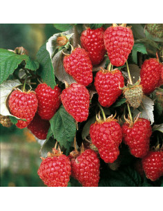 Frambuesa Roja ''Herencia''... 2