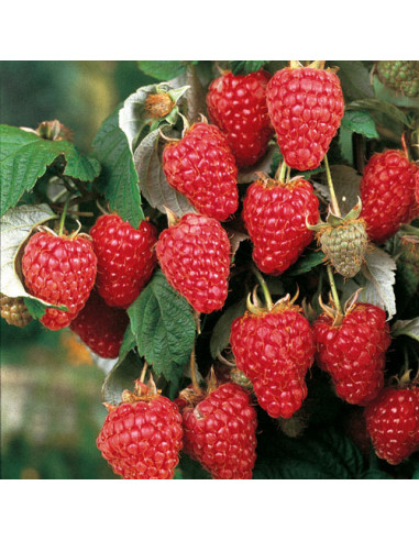 Heritage raspberry (Ruus idaeus) Everbearing...