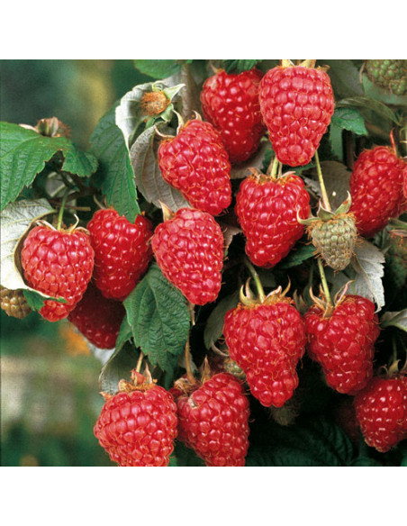Frambuesa Roja ''Herencia''  Variedad de frambuesa americana (Rubus idaeus) Plantas de frambuesa mejoradas - Comprar online